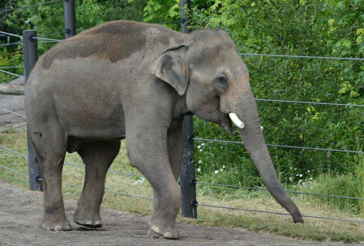Elephant at the Oregon Zoo