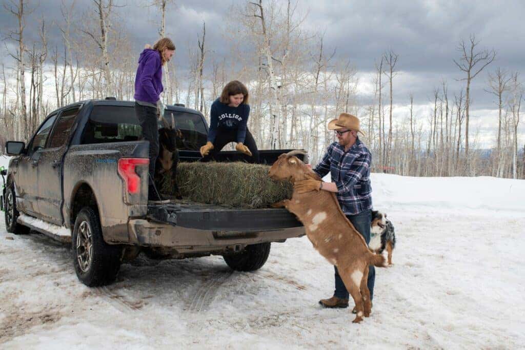 Ben Westby And Family Hauling Hay Onto Their Capable Ford F-150 Lightning With Their Cute Goat And Dog.