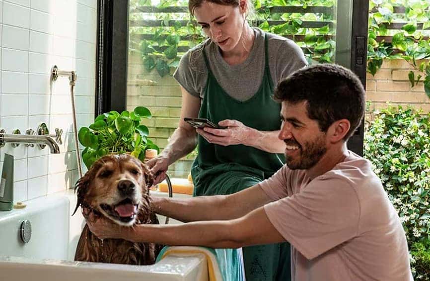 Lady receiving an update on her phone while giving a dog a bath