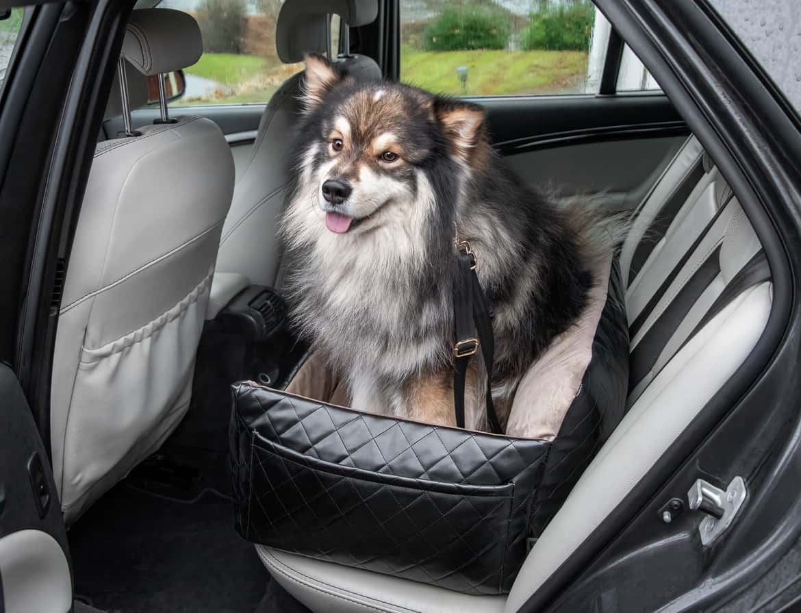 Car Travel With Dog Accessories: Ultimate Comfort & Safety Guide