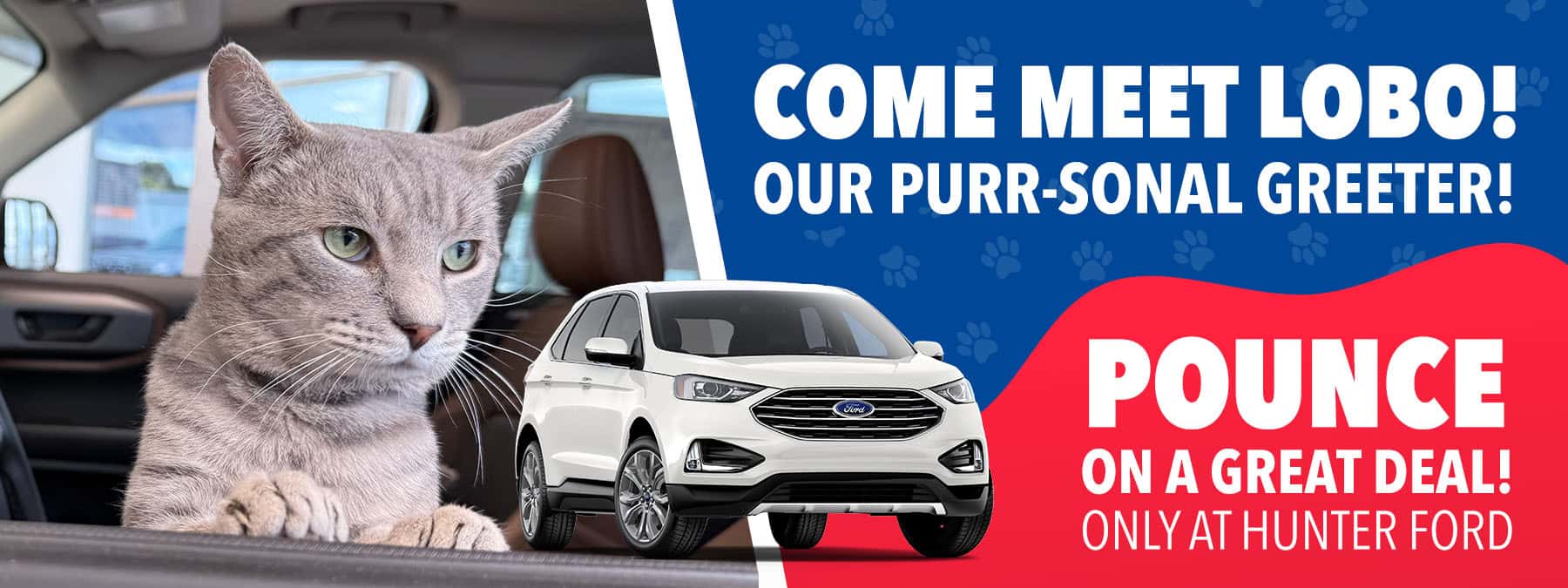 Come meet Lobo! Our newest purr-sonal greeter!