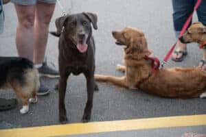 two dogs at Spot's Last Stop event