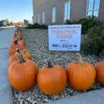 line of pumpkins set up next to sign