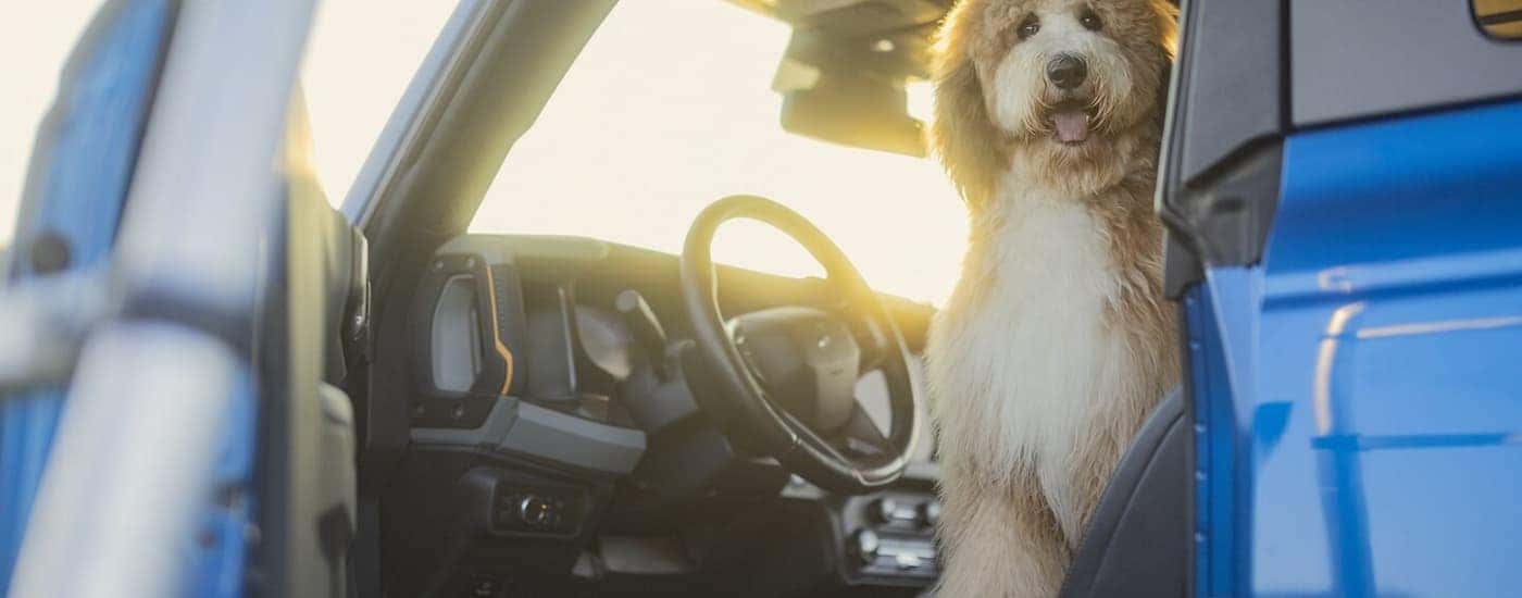 A dog is shown sitting in the driver's seat of a blue 2024 Ford Bronco.