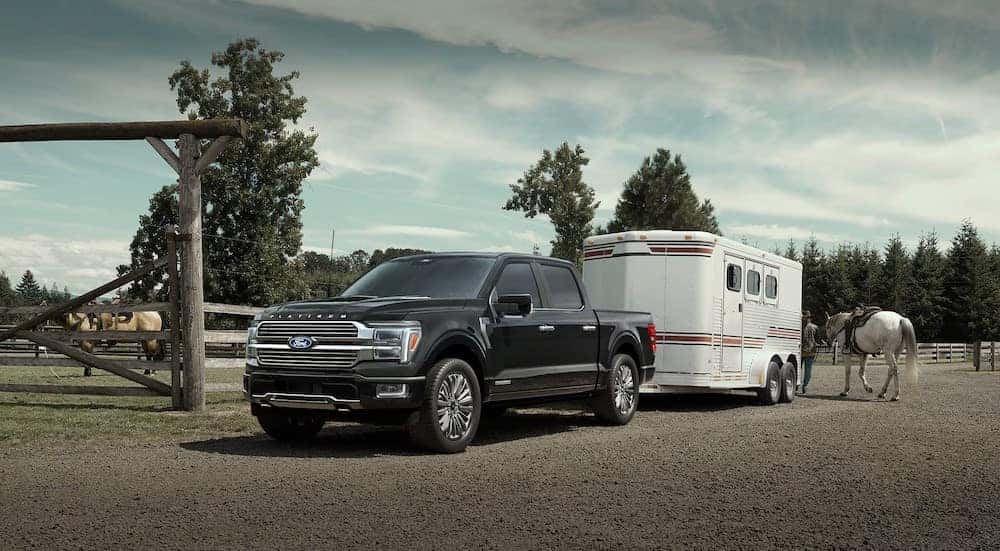 A black 2025 Ford F-150 Platinum is shown parked near horses after viewing a Ford F-150 for sale in Saint Johns.