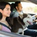 A husky is shown driving in a car.