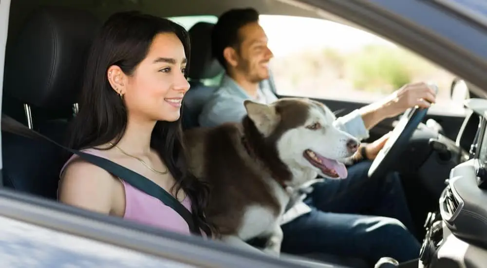 Travel Safer & Smarter with Pets | Fords for Sale in Zionsville