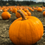 Pumpkin patch field in Macon, GA in the early morning.