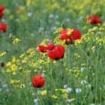 Flower Field