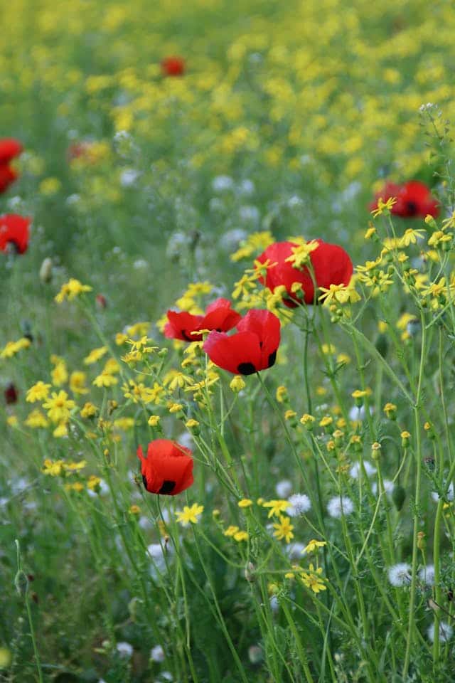 Flower Field