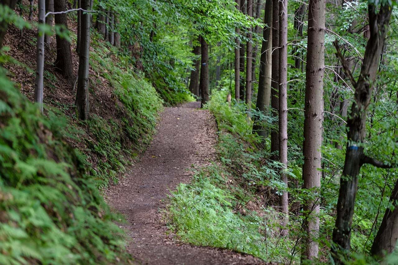 A hiking path on a hiking trail near Spokane, WA