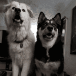 A white dog and a black dog standing on a couch.