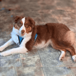 A brown and white dog lying on a tile floor.