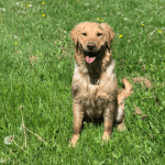 Brown dog sitting in green grass.