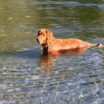 A tan dog standing in water.