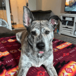 Gray and white dog lying on a rug.