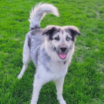 A gray and white dog standing in green grass.