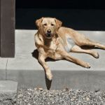A tan dog lying on a patio.