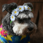 A gray and white shaggy dog wearing a daisy headband.