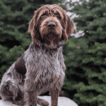 A dark brown dog sitting outside.