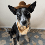 A black and white dog wearing a hat sitting on a floor.