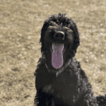 A black dog sitting on brown grass with tongue hanging out.