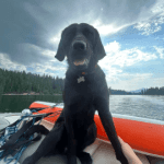 A black dog sitting on a boat on a lake.
