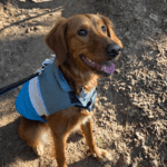 A tan dog wearing a blue vest sitting on dirt.
