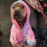 A tan dog sitting on a couch wearing a pink hoodie.