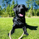A black dog lying on green grass.