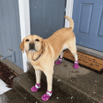 Tan dog wearing pink footies standing on steps.