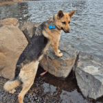 A black and tan dog standing on rocks at a lake.