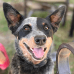 A black and tan dog with bark patches around eyes.