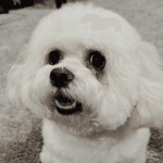A fluffy white dog sitting on light carpet.