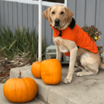 A tan dog wearing an orange vest sitting on a patio next to pumpkins.