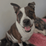 A brown and white dog with brown patches around the eyes.