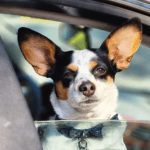 A small dog in a car window.