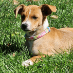 A small tan dog lying on green grass.