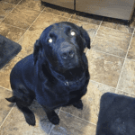 A black dog sitting on a tiled floor.