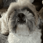 A fluffy white dog with a brown face.