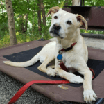A white dog lying on a pad.