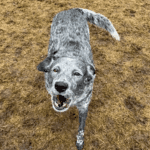 A gray dog walking on brown grass.