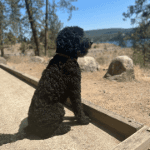 A black dog sitting in a dirt area.