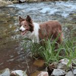 A brown and white dog standing in a river.