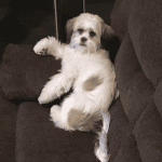 A white dog with tan spots lying on a couch.