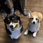 Two small dogs sitting on a wood floor.