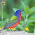 blue green and red colored bird standing on rock in a green area